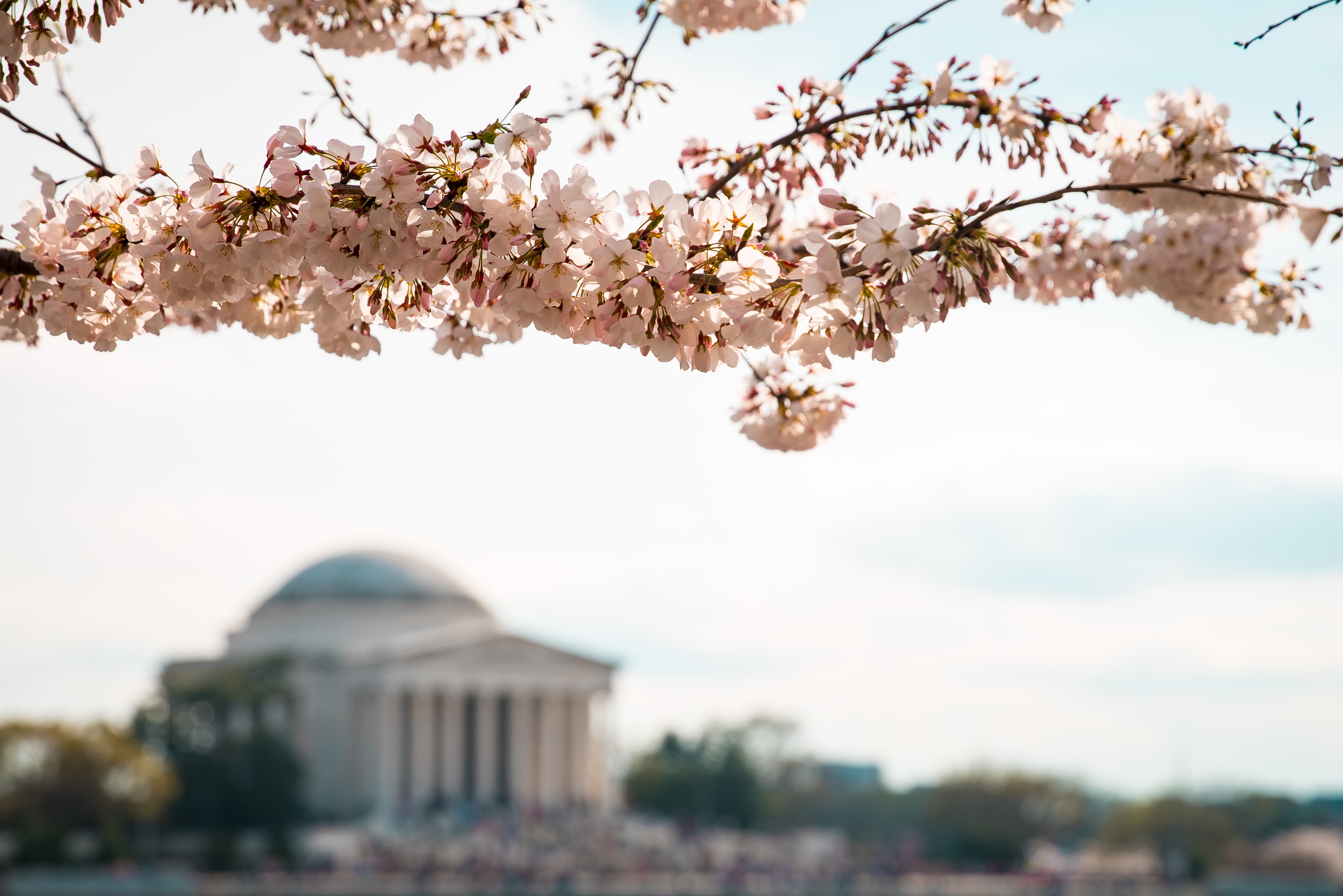 Cherry blossoms in Washington, D.C., with the National Mall in the background.